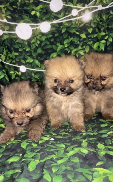 Fullbreed Pomeranian Puppies