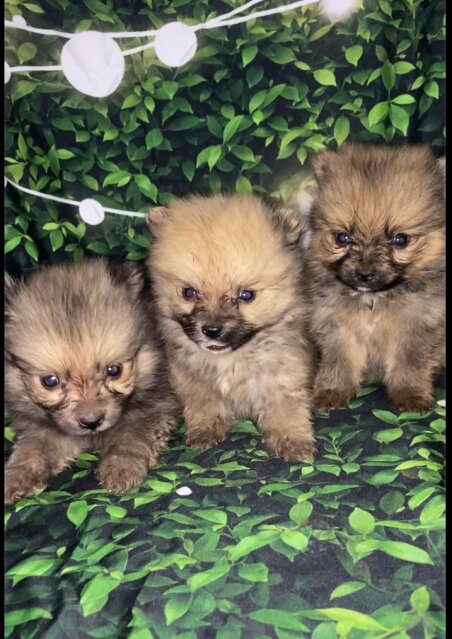 Fullbreed Pomeranian Puppies