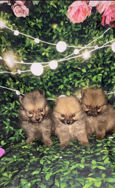 Fullbreed Pomeranian Puppies