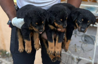 Rottweiler German Shepherd 