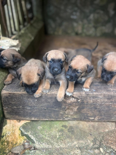 Malanois Shepherd Mix With Bull Mastiff