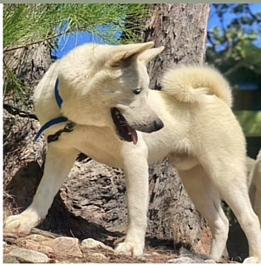 White Male Akita For Sale 