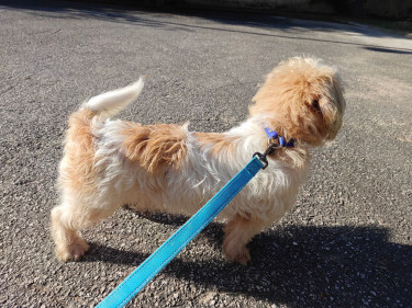 3 Years Old Male Jack Russell Mix