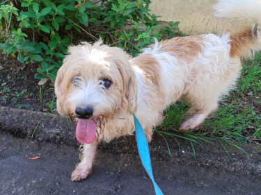 3 Years Old Male Jack Russell Mix