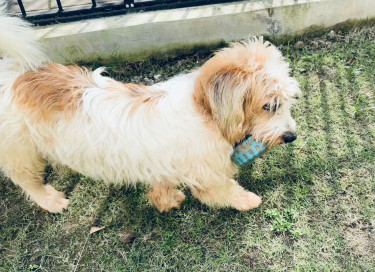 3 Years Old Male Jack Russell Mix