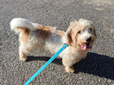 3 Years Old Male Jack Russell Mix