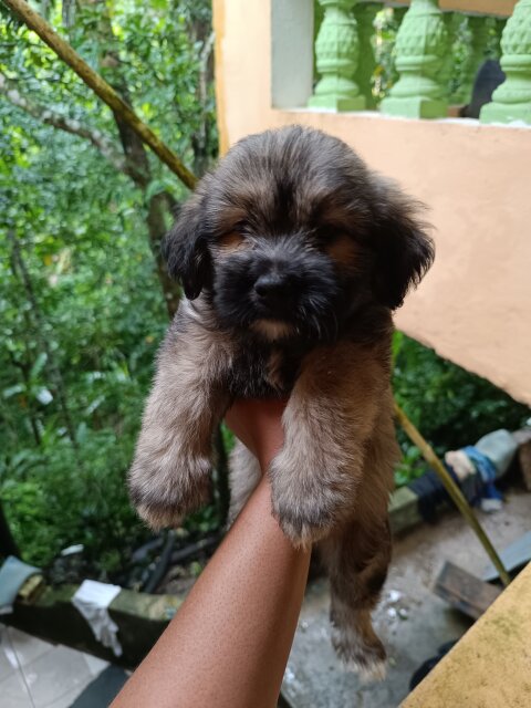 Shih Tzu Mix Puppies