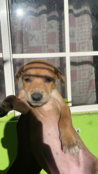 Mixed Breed Pups