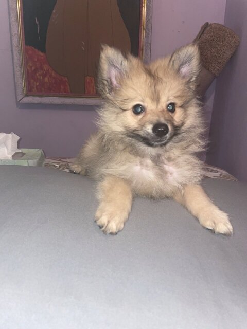 12 Week Old Male Pomeranian For Sale