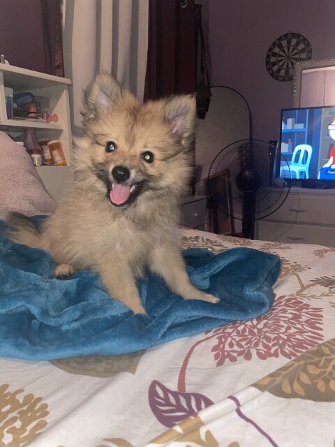 12 Week Old Male Pomeranian For Sale