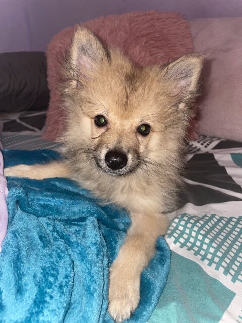 12 Week Old Male Pomeranian For Sale