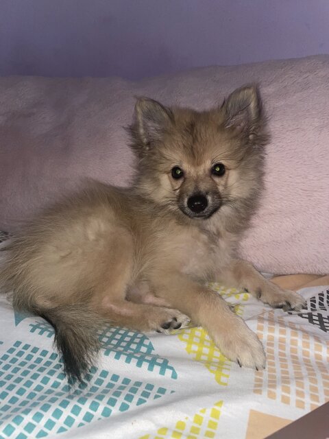 12 Week Old Male Pomeranian For Sale