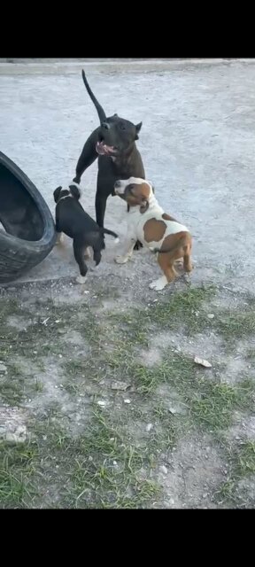 Dogs Bully