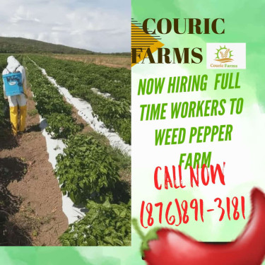 Farm Workers Needed On Pepper Farm