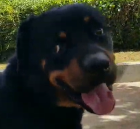 Male Rotty Puppy Must Go!!!