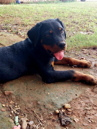 Rotti/mastiff  Puppies( Over 4 Months Old)