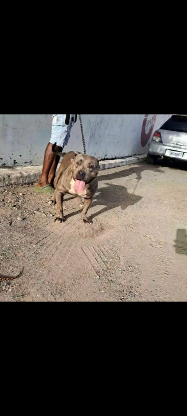 Blue Female Bully 