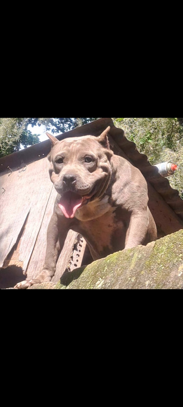 Blue Female Bully 