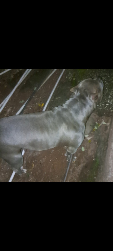 Blue Female Bully 