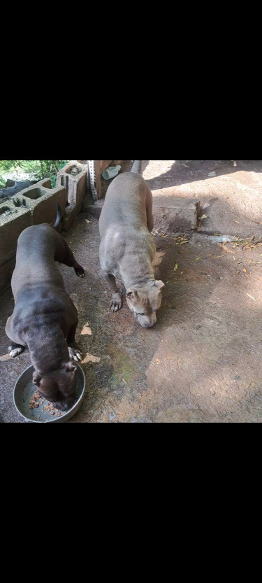 Blue Female Bully 