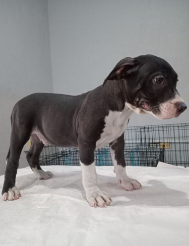 Christmas Pitbull Puppies 