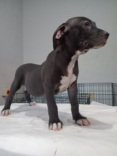 Christmas Pitbull Puppies 