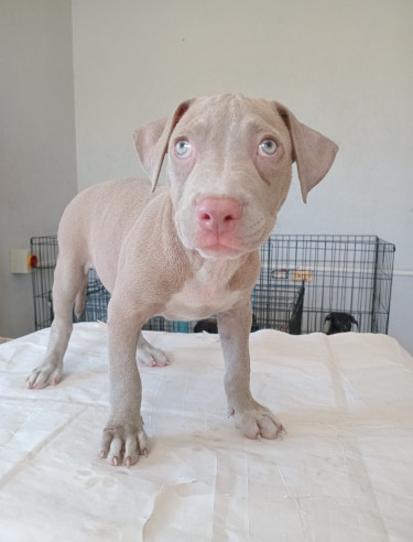 Christmas Pitbull Puppies 