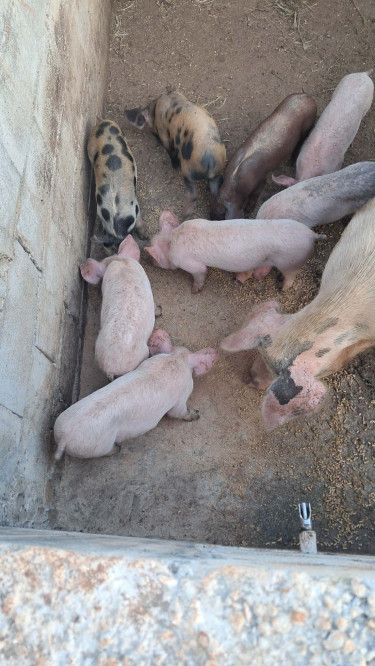 Piglet For Sale (Minutes From NCU)