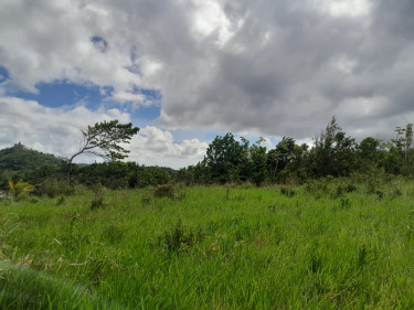 1/4 Acre Of Land For Sale In Mandeville