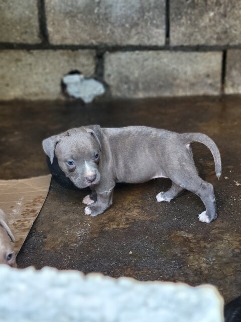 Bully Puppies