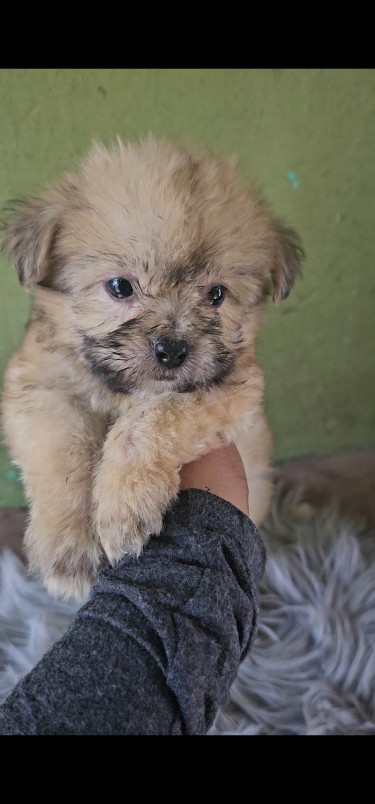 Shihpoo Pups