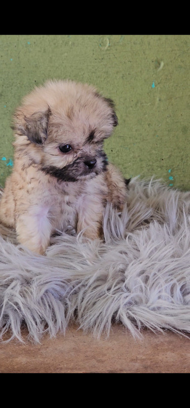 Shihpoo Pups