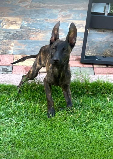 KNPV Belgian Malinois / Dutch Shepherd