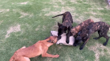 KNPV Belgian Malinois / Dutch Shepherd