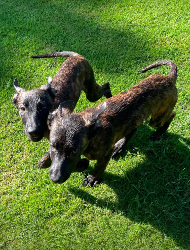 KNPV Belgian Malinois / Dutch Shepherd