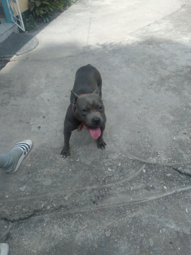 2 Years Old Female Available 3725527 