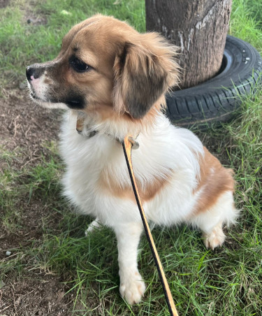 Pomeranian Crossbreed Mix Dog/ Puppies 