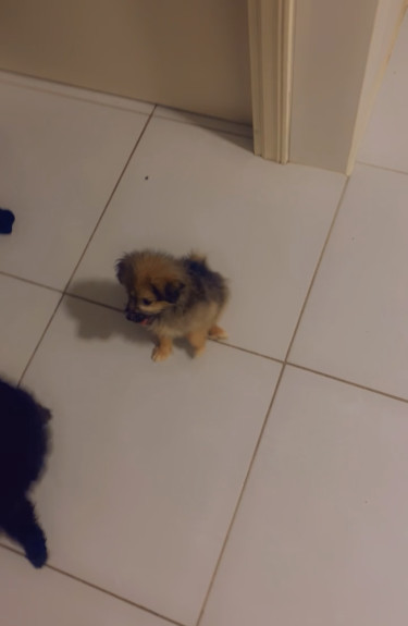 Pomeranian Mix 