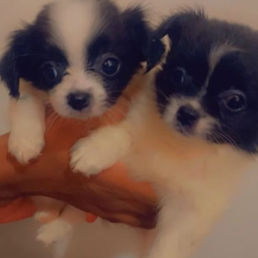 8  Weeks Old Papillon X  Chihuahua Mix