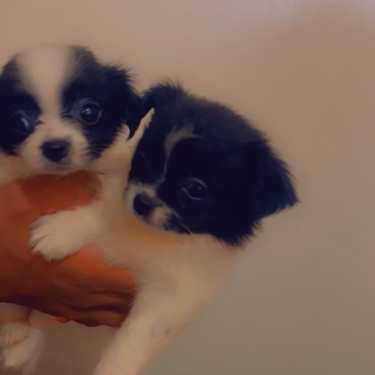 8  Weeks Old Papillon X  Chihuahua Mix