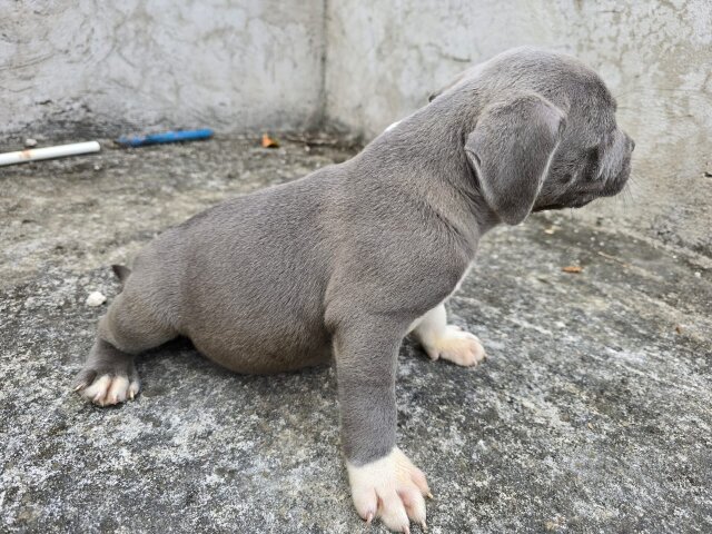 Purebred Bully