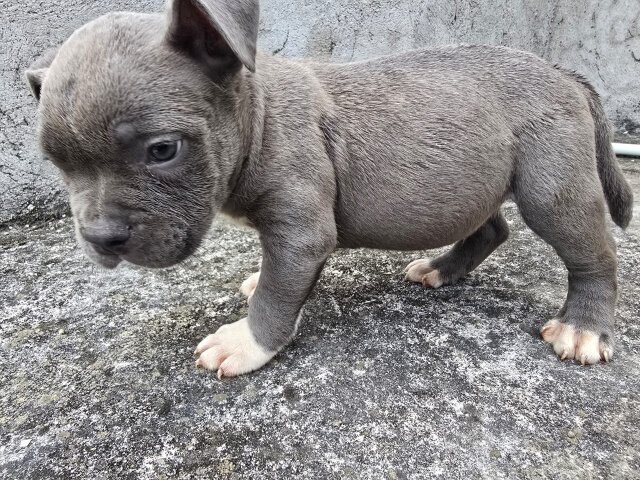 Purebred Bully