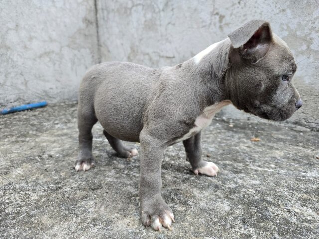 Purebred Bully