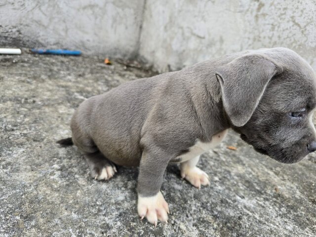 Purebred Bully