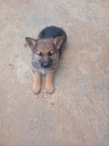 German Sheperd - Unregistered - First Shot Given