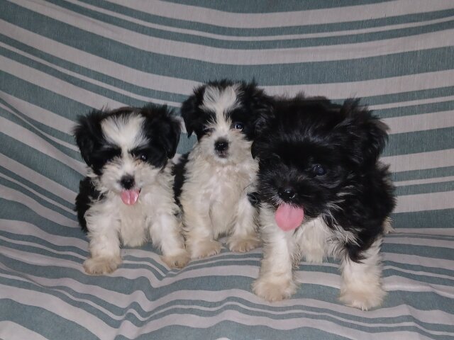 Shi-tzu Pups For Sale 40k Neg