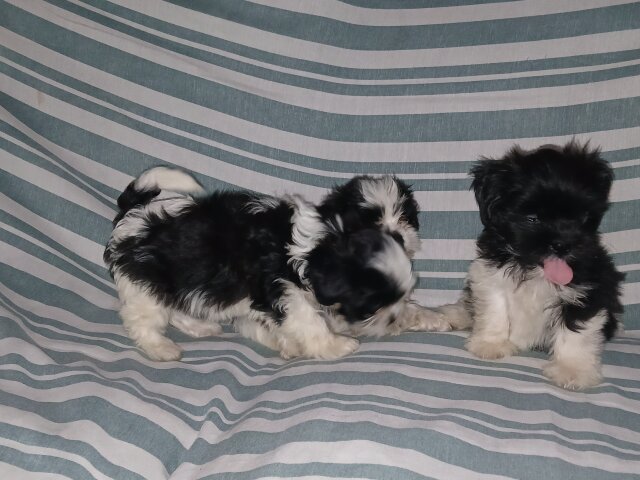 Shi-tzu Pups For Sale 40k Neg