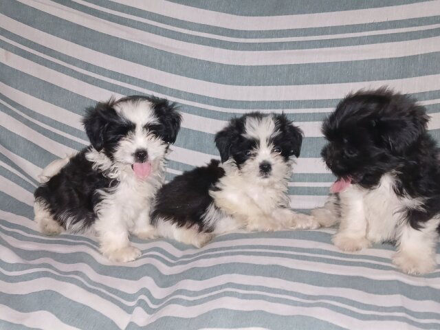 Shi-tzu Pups For Sale 40k Neg