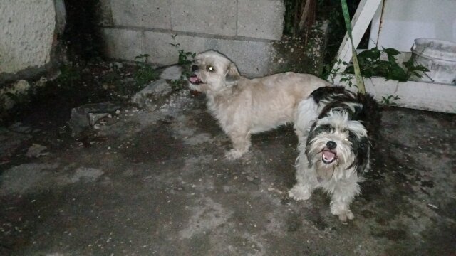 Shi-tzu Pups For Sale 40k Neg