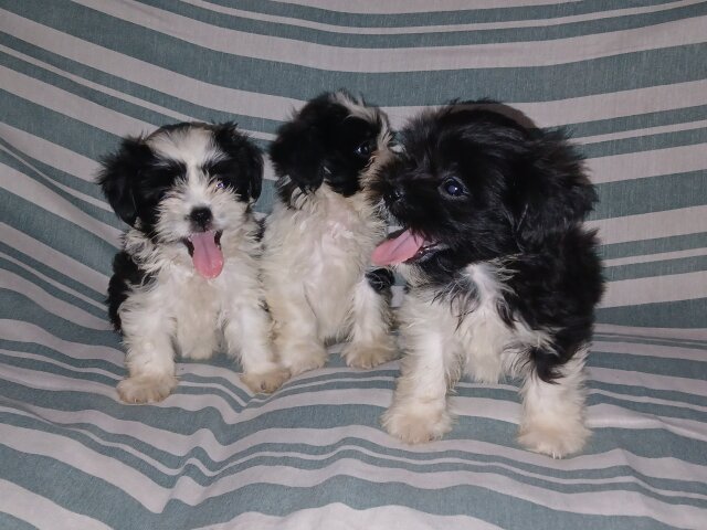 Shi-tzu Pups For Sale 40k Neg